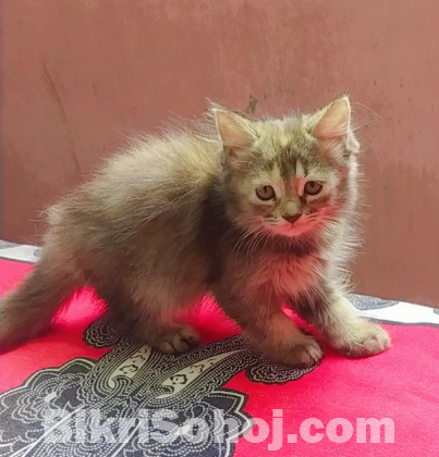 Persian kitten